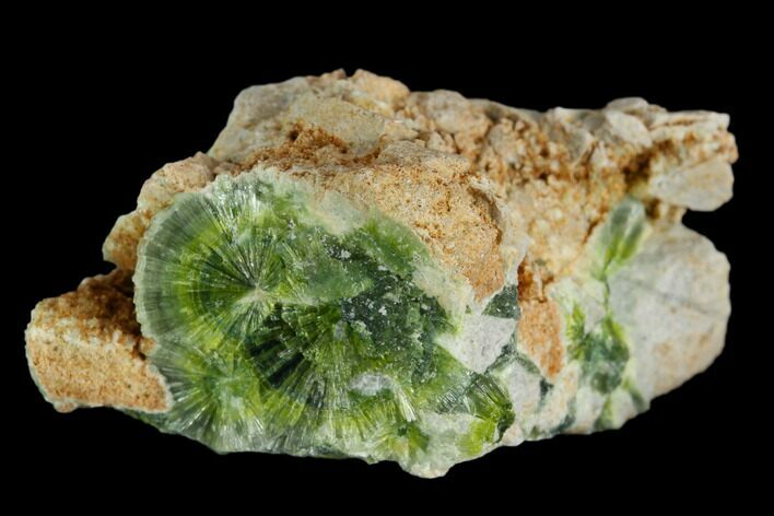 Radiating, Green Wavellite Crystal Aggregation - Arkansas #127138